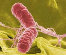 Foodborne Pathogens 280,000 cases of
