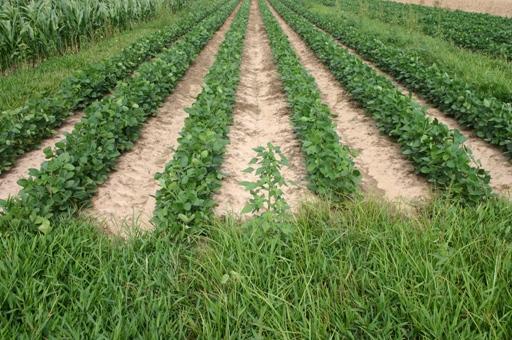 DuPont Canopy herbicide + Cinch herbicide (metolachlor) Untreated Untreated Yellow