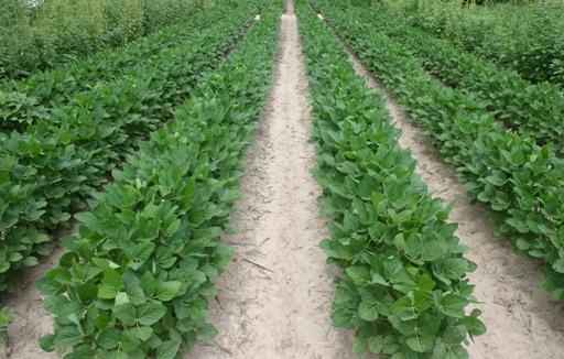 DuPont Soybean Herbicides Full- season resistance management program for Palmer amaranth, waterhemp, marestail and