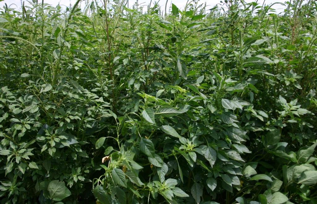 Weed Control Solutions Battling Resistance