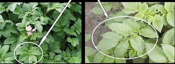 Petiole method potato Sampling petioles and analyses of nitrate content, 4-5 times Compare nitrate