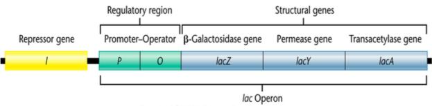 Lac Operon An operon is a unit of DNA that encodes proteins under a single form control.