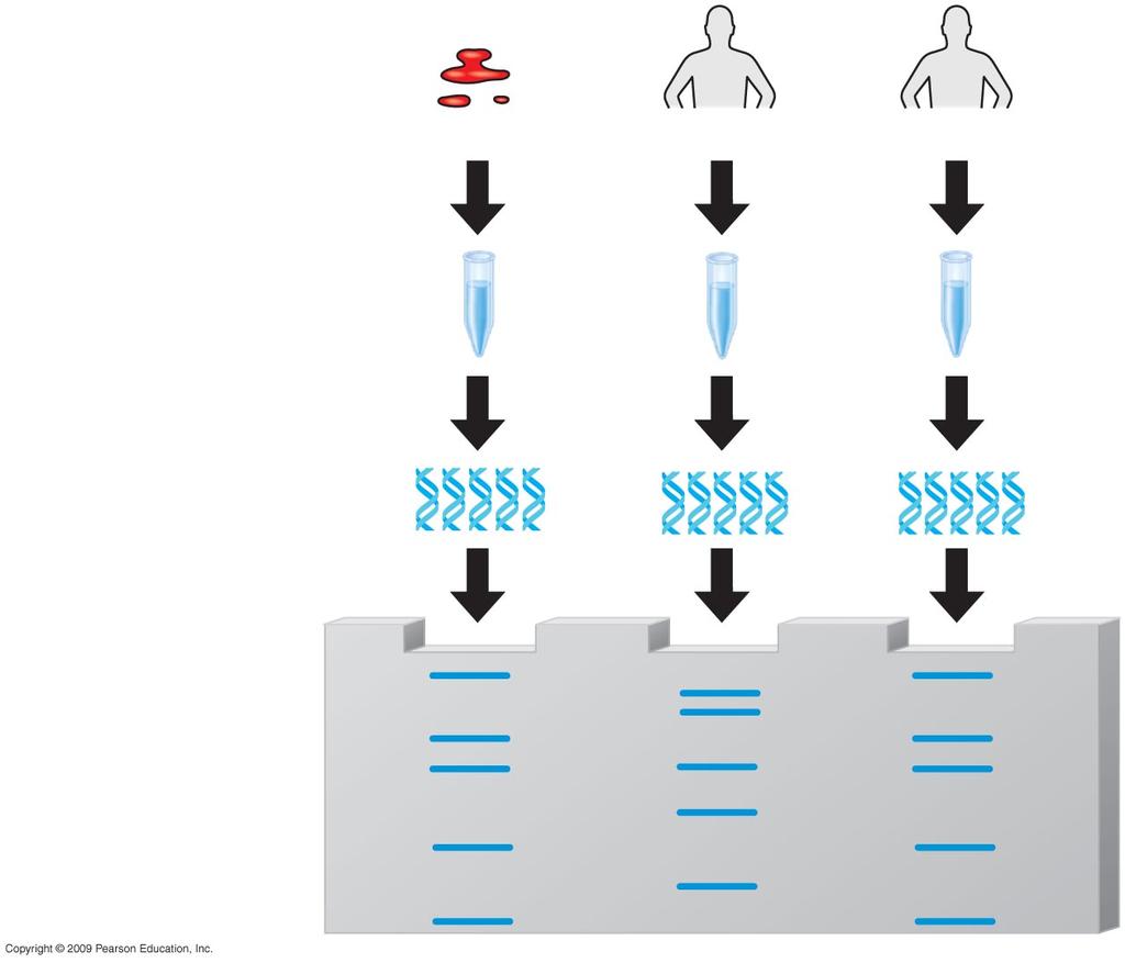 patient Bone marrow 9 Profiling Analysis of fragments to determine whether they come from a particular individual Polymerase chain reaction (PCR) - allows for amplification (making many copies) of a