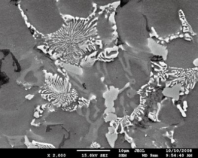 1 Microstructures of as-cast alloy Figure 1 shows the as-cast microstructure of Al-15.5Si- 4Cu-1Mg-1Ni-0.5Cr alloy.