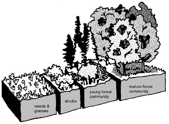 Forest Succession Stages Forbs -> Shrubs -> Young Forest -> Mature Forest -> Climax Forest