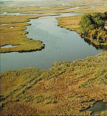 Wetlands Habitat