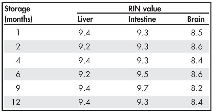 Allprotect: Long-term storage of RNA, DNA at 2 8 C Genomic DNA RNA Storage (months) 2 3 4 5 6 9 12 Rat intestine tissue (10 mg) analyzed EZ1 RNA Tissue Mini Kit on the