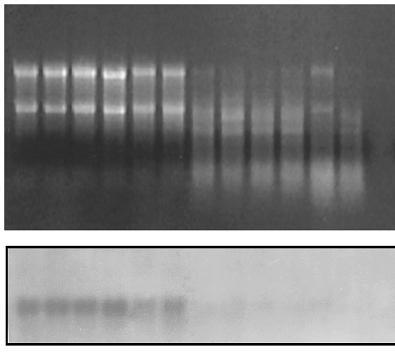 Degradation of RNA without stabilization Unstabilized 0 5 10 15 30 60 min GAPDH RNA concentration Degradation Stabilized