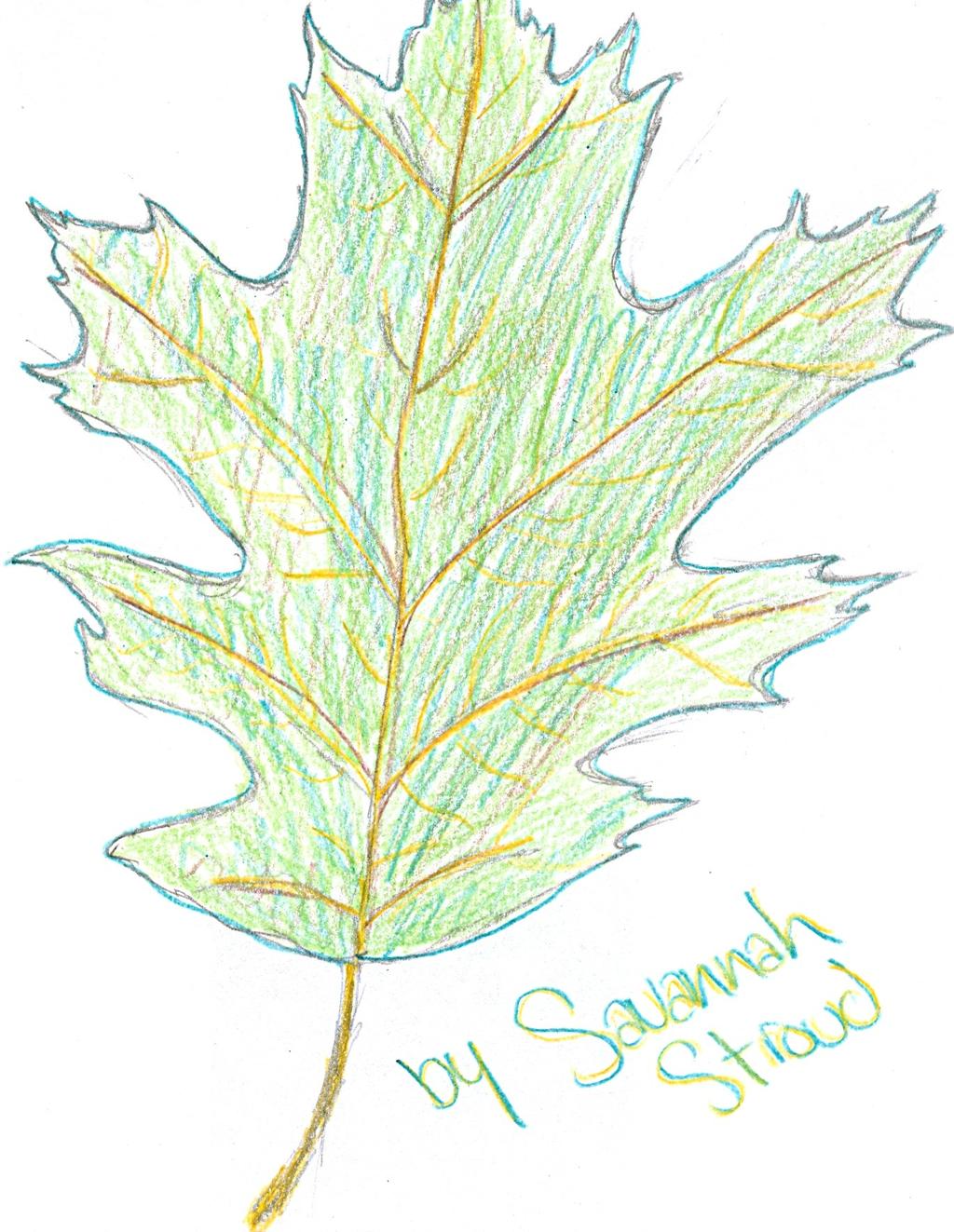 Research by Catherine Alkuino & drawing by Savannah Stroud. Northern Red Oak Most important lumber species in the Red Oak group. Scientific name, Quercus rubra, means oak red.