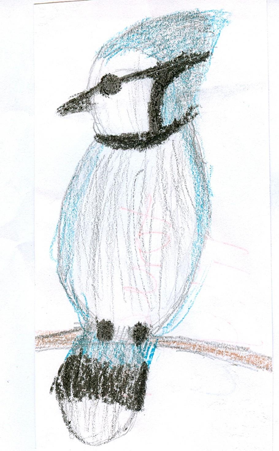 Blue Jay Drawing and research by Lily Johnson and Tonia Levanen. Are year-round residents. Can mimic cats, hawks, screech owls, and crows. Say, Jay, Jay.