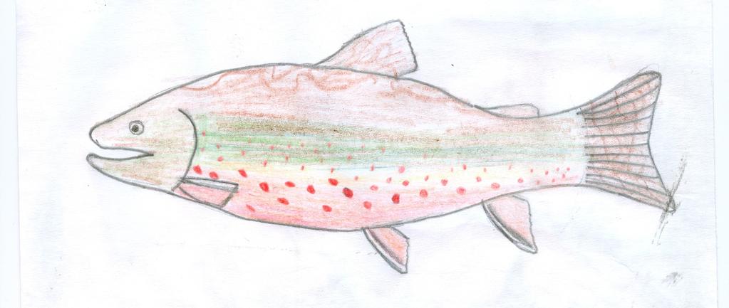 Brook Trout Drawing and research by Brody Stromer and Matt Simula The tail is square or slightly forked. Average size is 8-10 in. Eat small insects, small fish, worms and leaches.