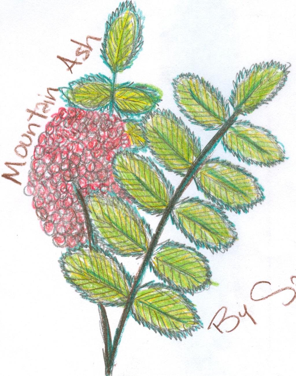 Mountain Ash Member of the rose family. Drawing and research by Savannah Stroud Has compound leaves. Is NOT related to other Ash species. Produces white flowers and red to orange berries.