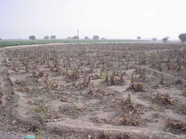 Yet overuse occurs Banana plantation (Yemen)