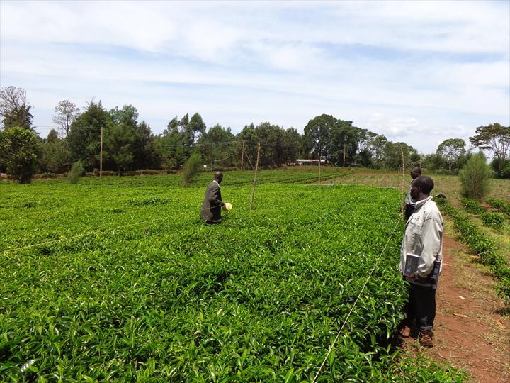 Smallholder Contribution to Global Tea Production Sri Lanka Rwanda China Smallholders: 80%