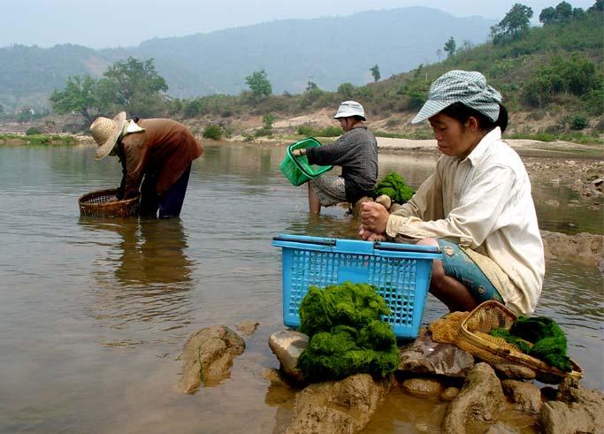 The Mekong River is a flood-pulse ecosystem The