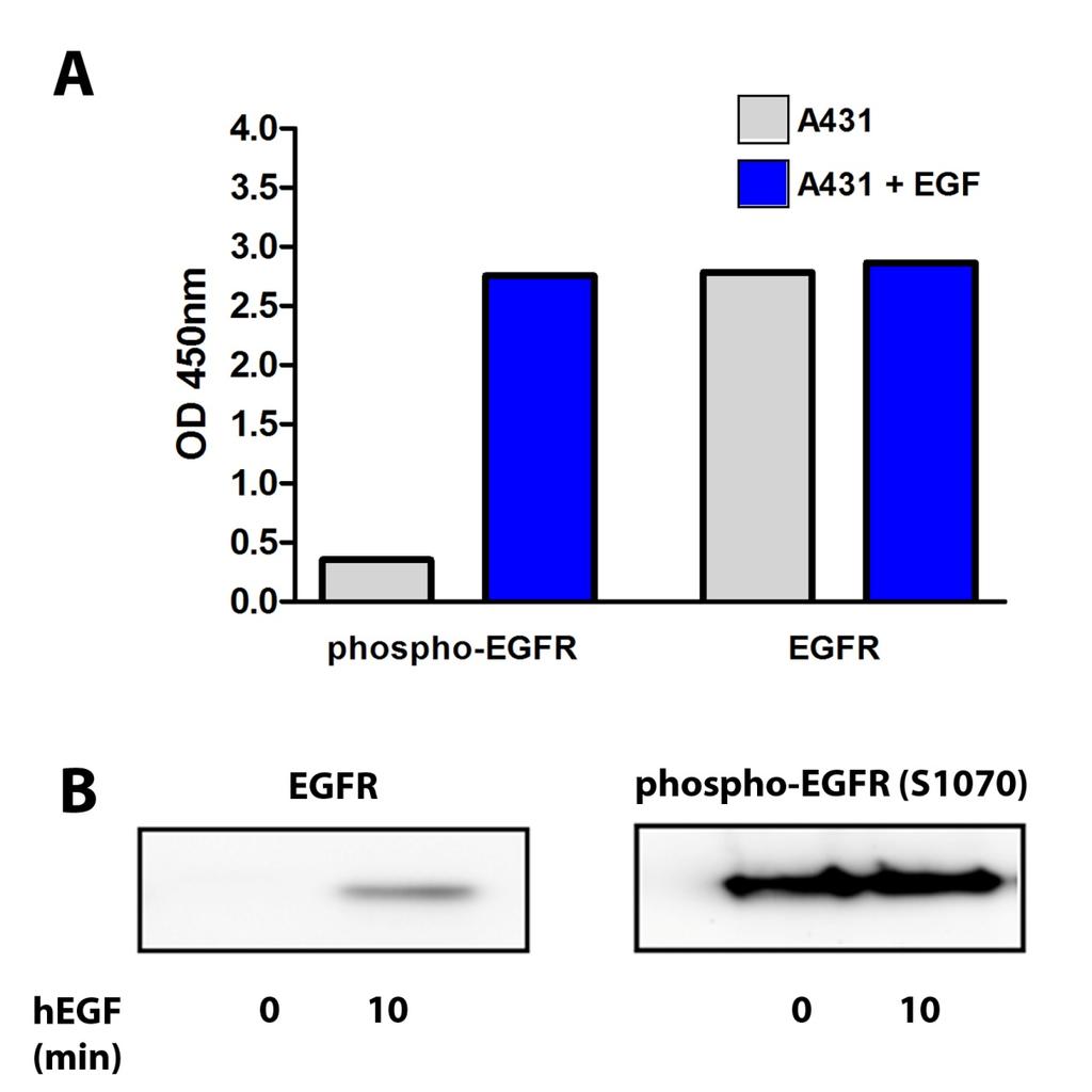 Figure 3 Detection of relative phospho-egfr (S1070) levels in A431 cells following stimulation with EGF.
