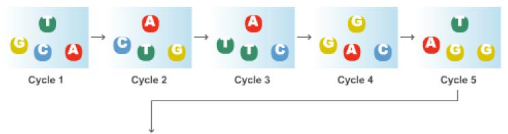 4. Sequencing by synthesis As many sequencing cycles as the