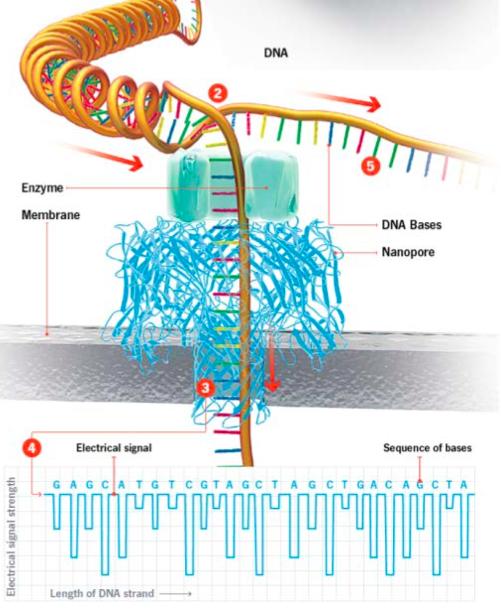 Nanopore sequencing < Nanopore = nano-scale hole è è If DNA pass through the nanopore, this creates a characteristic change in the