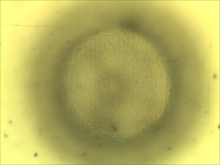 Glass, 400 µm diameter holes