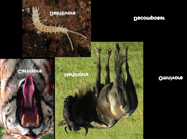 plant/animal remains decomposers - breakdown organic