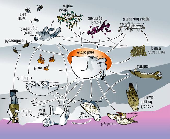 Trophic Levels each step in a food chain or web energy