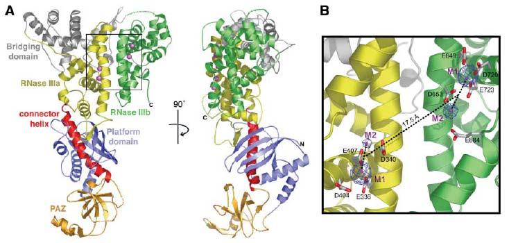 (trivalent) Binds helical end of dsrna 3 overhang Asymmetric because Dicer cuts