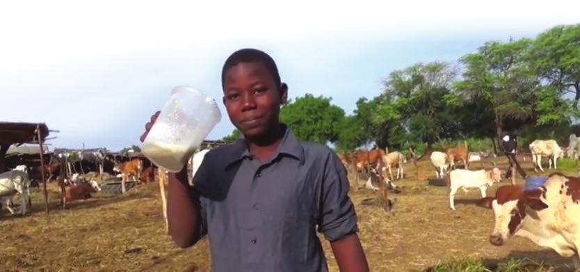 Sustainable Food Production 8-fold differences in dairy cattle keeping households There are up to 8-fold differences in profit to Senegalese dairy cattle keeping households, depending on which breed