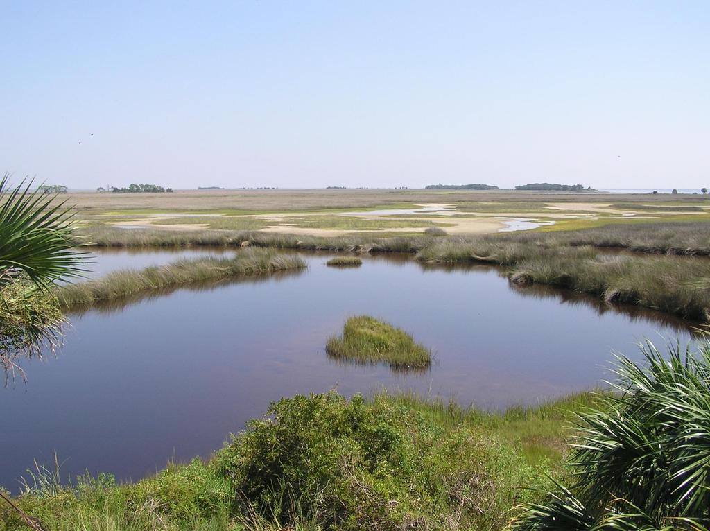 Wetlands are a type of surface water, having the same