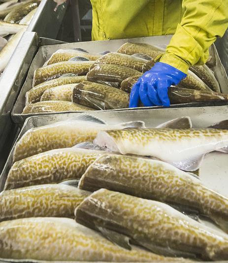 Pacific Cod Supply in a multi-year decline; additional decline expected in 2019 Export prices are high; H&G up 12% Roe