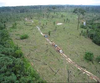 tackling illegal deforestation using optical satellite images