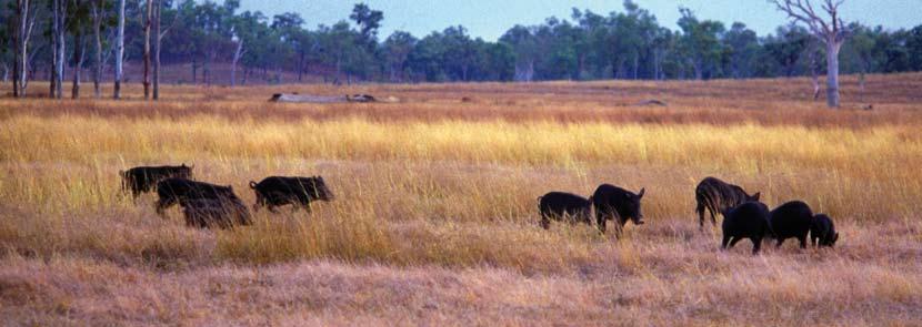 Assessing invasive animals in Australia 2008