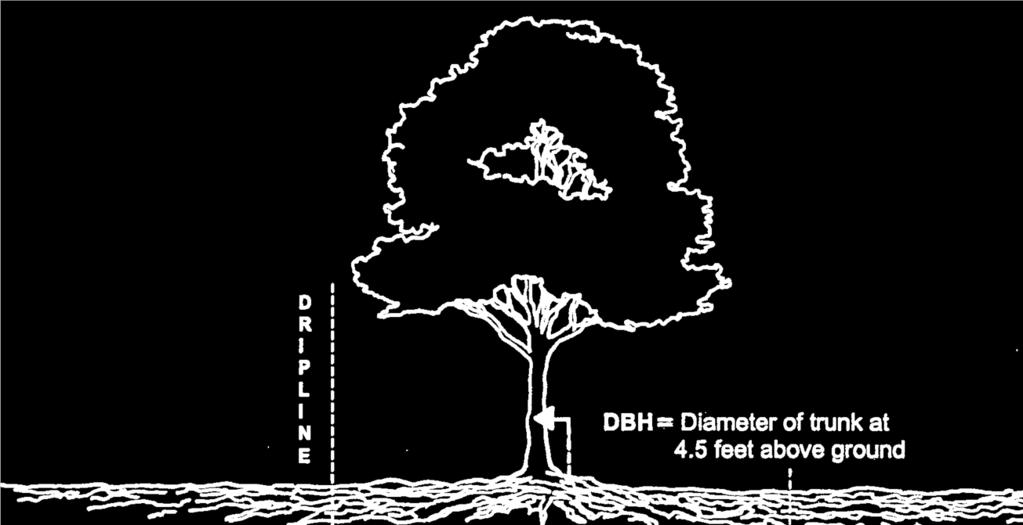 diameter of a tree trunk to