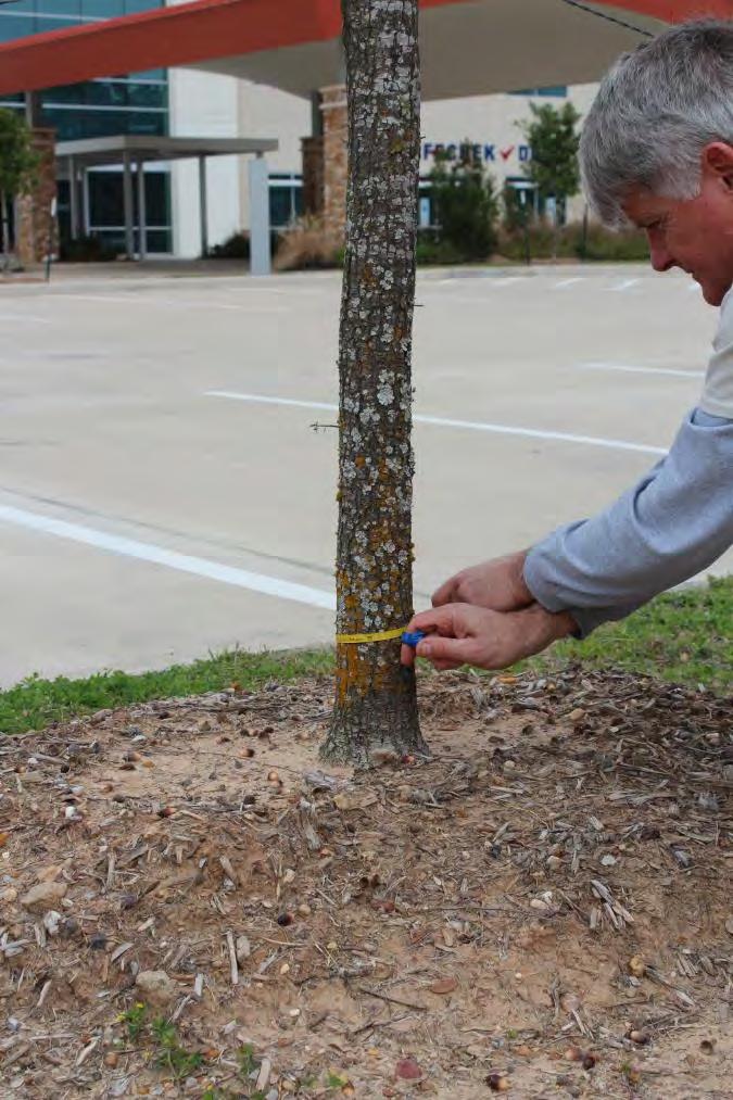 3 MEASURING TREE CALIPER Caliper Measured 6