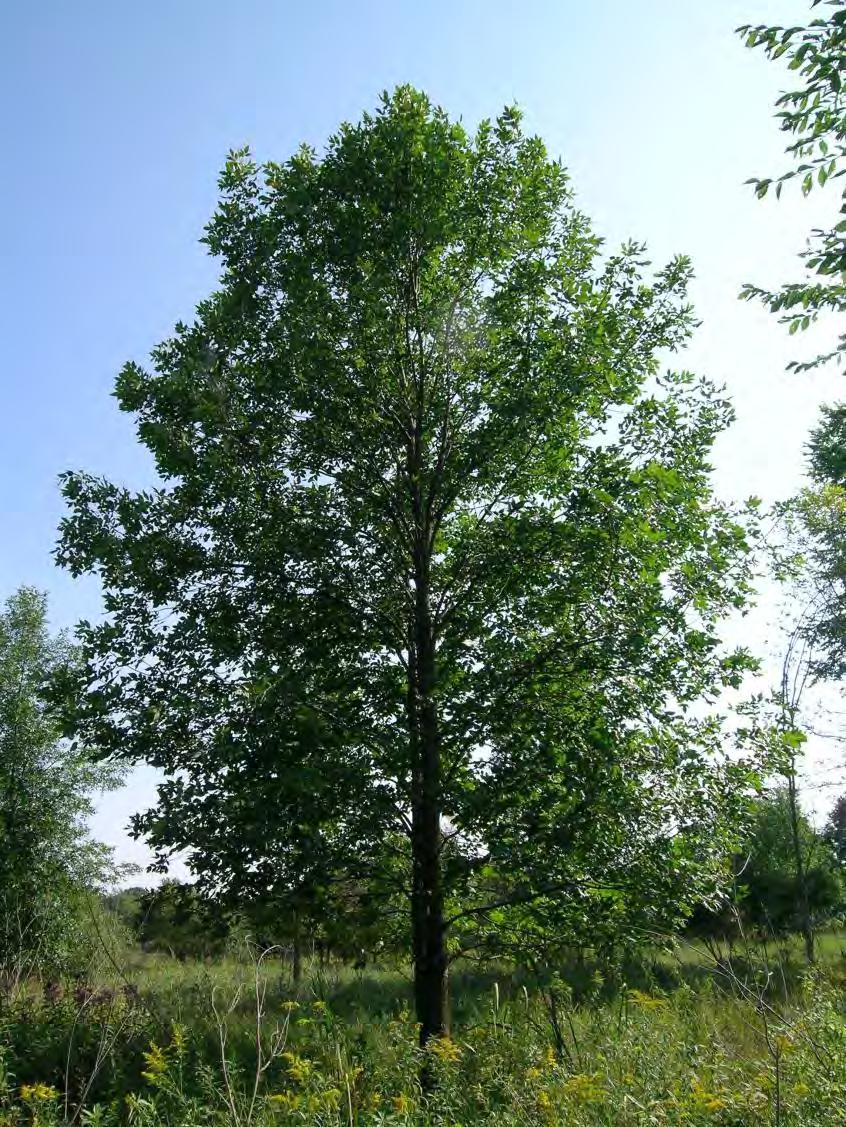 2 HEALTHY TREE A tree free from significant stress, damage, disease, insect infestation, or other conditions that substantially reduce the prospect