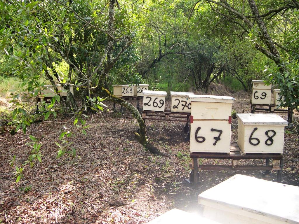 BEE HIVES FOR
