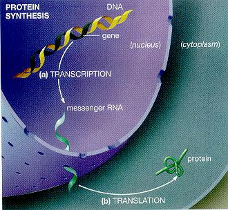 the function of a gene is to determine the