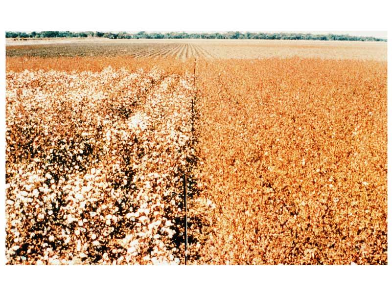 Cotton Plants with