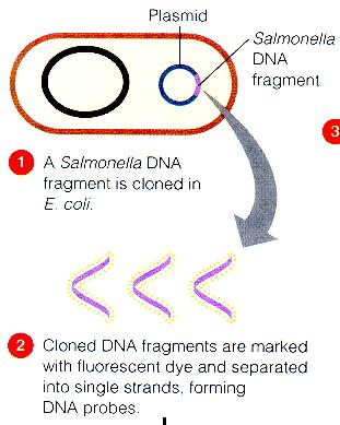 DNA probe to detect Salmonella! Why use E. coli?