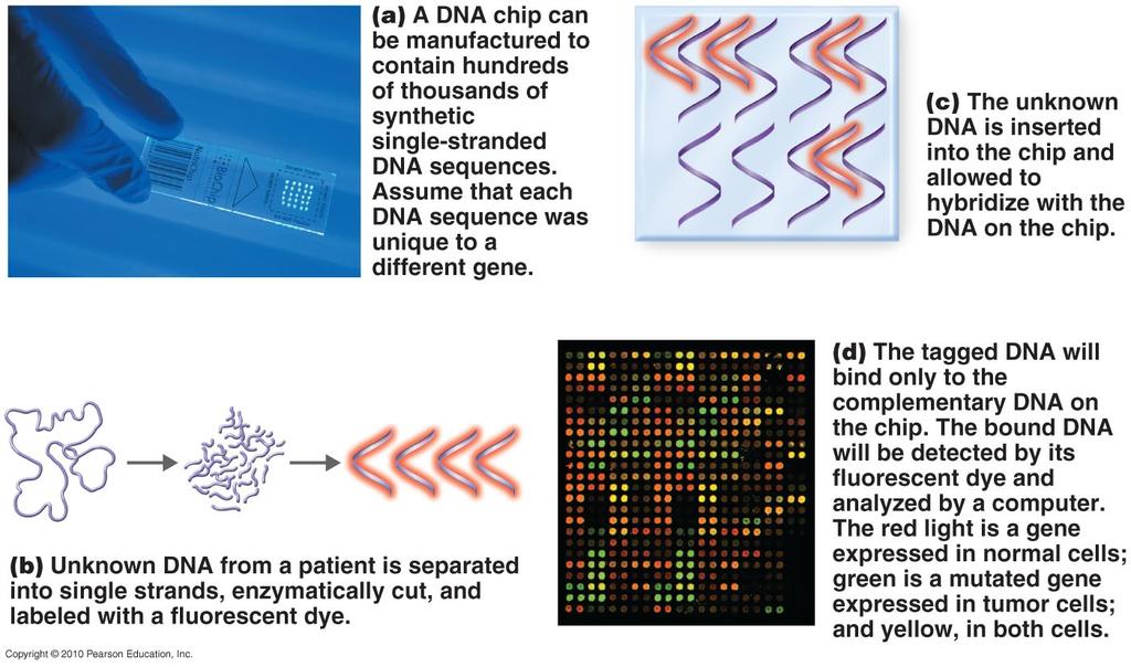 DNA Chips (figure 10.