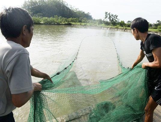 EXPECTED RESULTS Countries will have: improved their national policies and processes for the management of fisheries and aquaculture; adopted better practices, and reduced aquatic animal disease