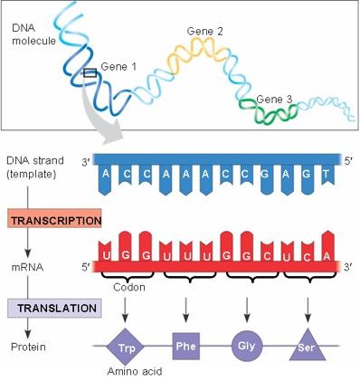 Central dogma Gene expression DNA RNA Protein v22.