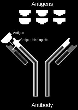 Antibodies Antibodies are grouped based on their mode of action, Some of which are as follows: 1. Agglutinins.