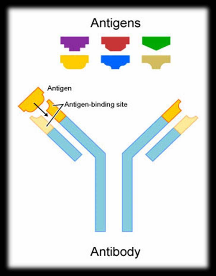 Antibody Production : The Antibody: An immunoglobulin, a specialized immune protein, produced because of the presence of an antigen into the body, and which