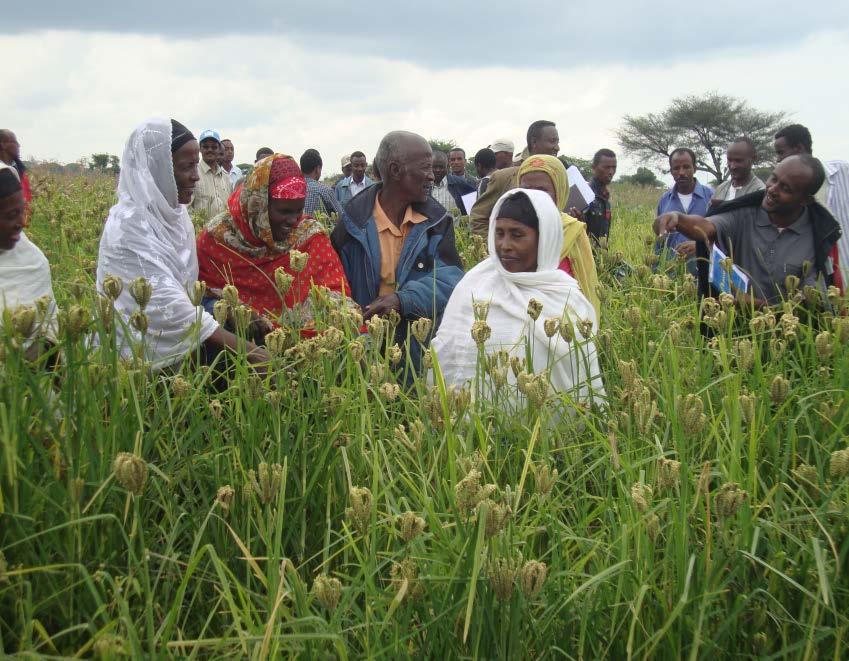 RESULTS: Gender mainstreaming Women farmers encouraged to participate in demos,