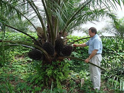 Biomass energy (cont) Oil palm tree (left) and