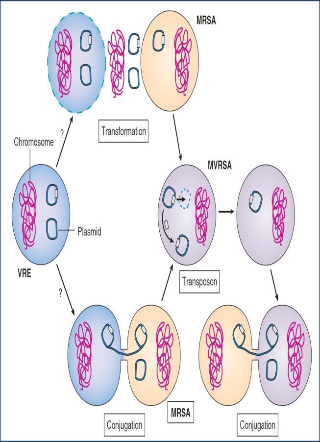 another plasmid in MRSA. The new version of MRSA now in called VRSA (Methicilin and Vancomycine resistance S. Aureus).