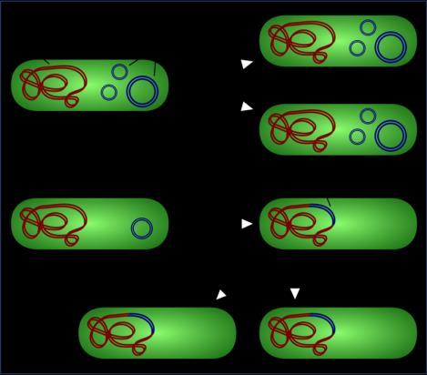 Plasmids can integrate themselves in chromosomal DNA using enzymes that cut the DNA and integrate itself within bacterial DNA.