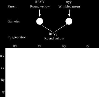 In a dihybrid cross between two plants having round yellow (RRYY) and wrinkled green seeds (rryy), four types of gametes (RY, Ry, ry, ry) are produced.