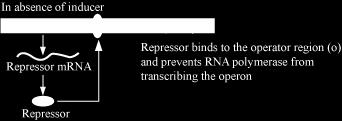 Regulation in Absence of Inducer In absence of inducer, i gene transcribes to synthesise repressor mrna, which translates to form repressor.