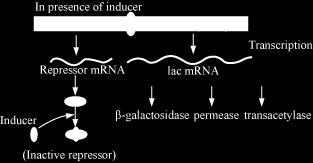 Therefore, in absence of the products of these genes, metabolism of lactose ceases. Regulation in Presence of Inducer Inducer binds with the protein product of gene i (repressor) and inactivates it.